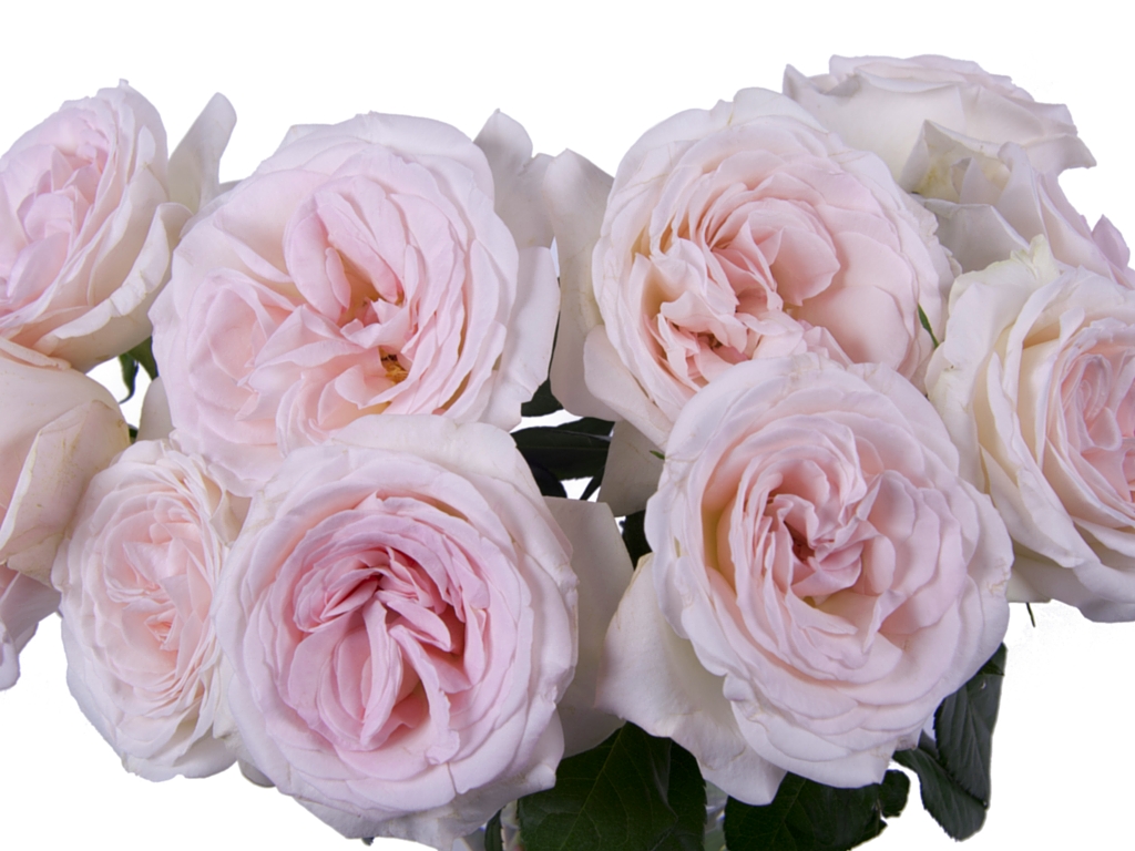 Rose Prince Jardinier