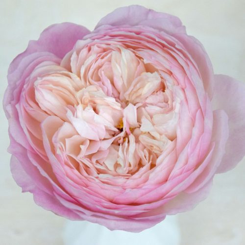 David Austin Wedding Rose Charity