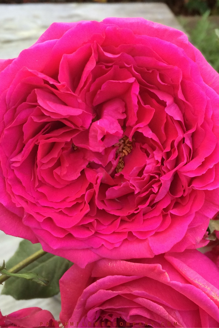 David Austin Wedding Rose Kate Parfum Flower Company