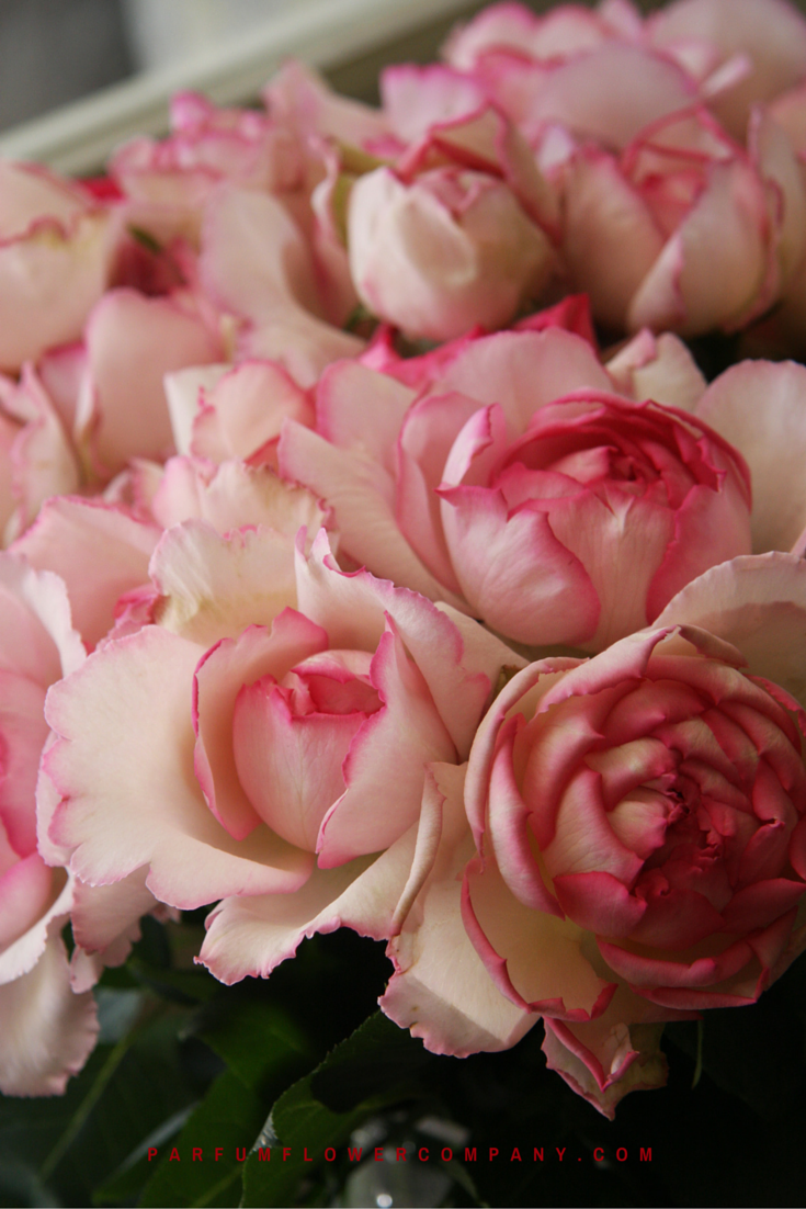Rose Pink Yves Piaget
