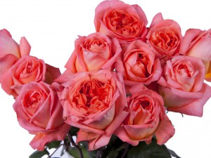 Featured Rene Goscinny roses