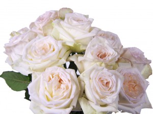 Featured White O hara roses