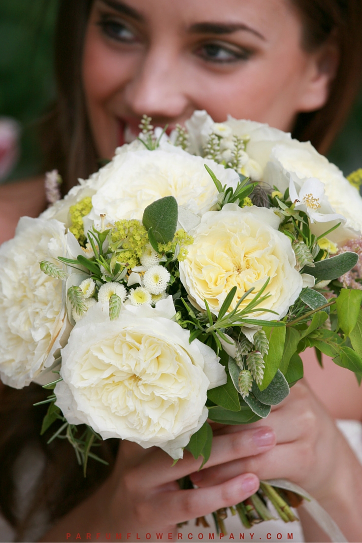 David Austin Wedding Rose Patience - Parfum Flower Company
