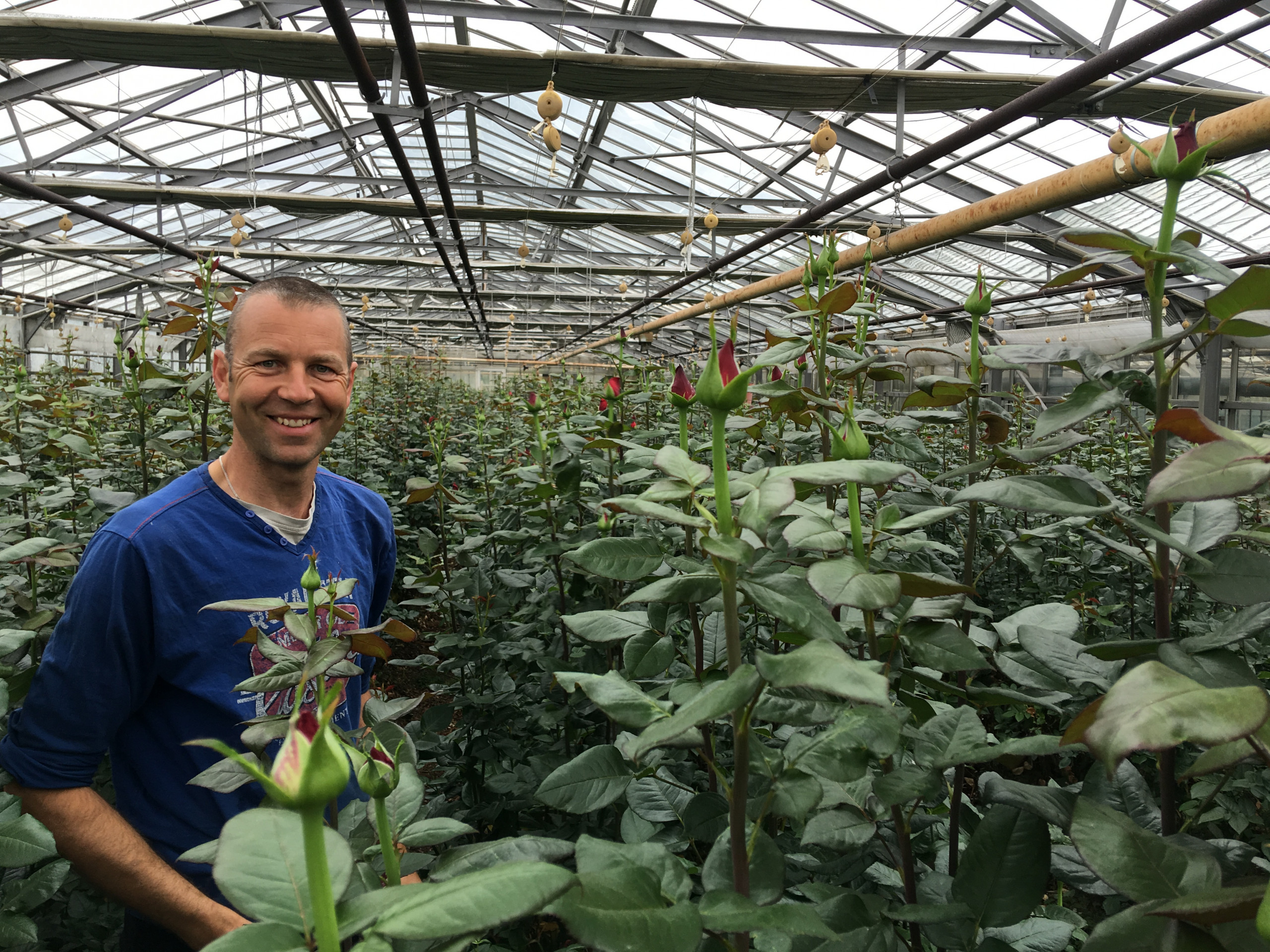 Andre Zekveld in his greenhouse where he grows extase roses