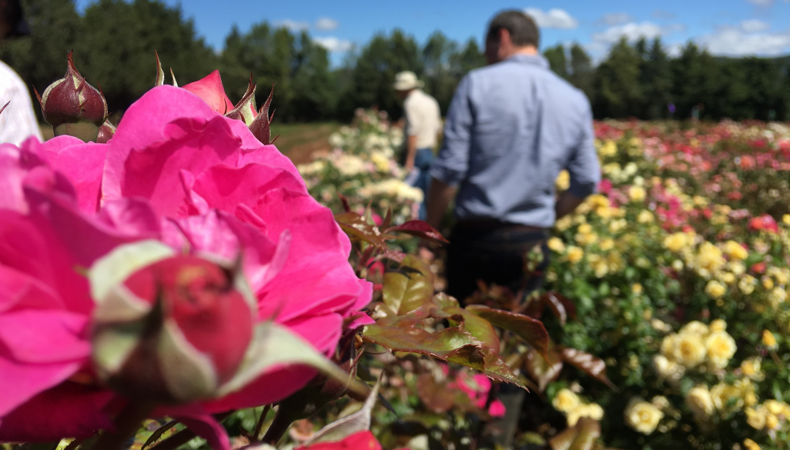 Searching for the perfect scented roses