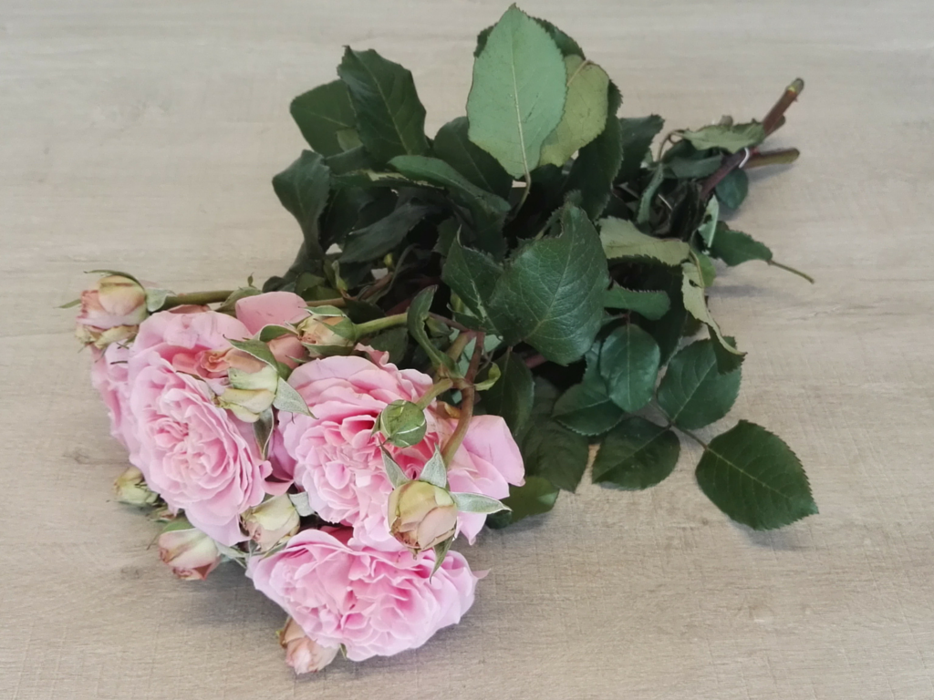New amazing varieties of spray roses available! - Parfum Flower Company