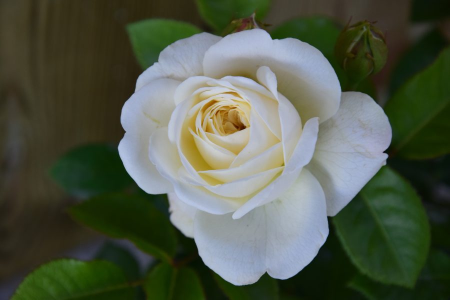 New! Garden rose shrubs at Parfum Flower Company!