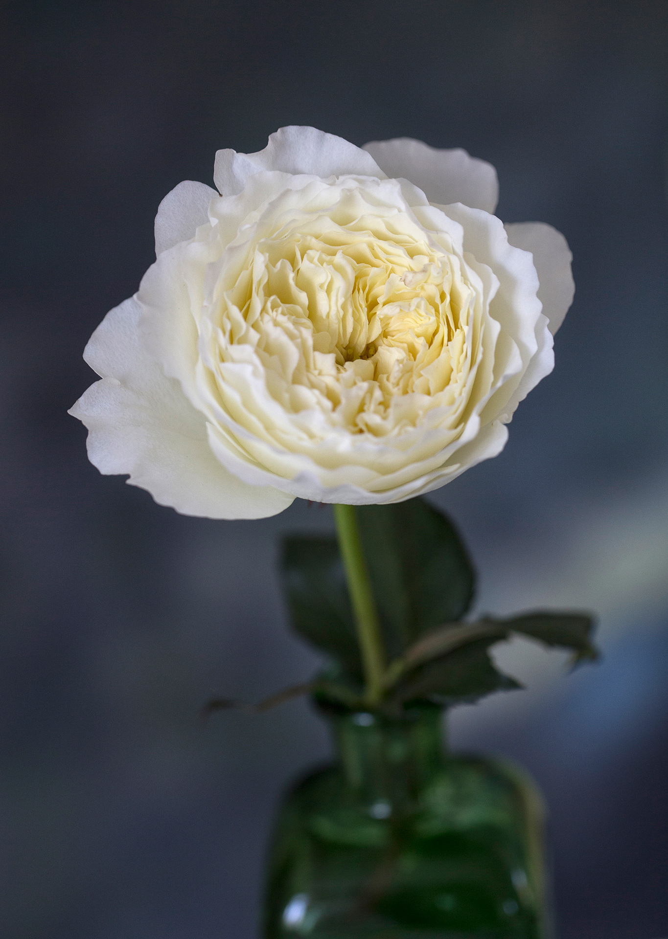 Buttermilk And Lace David Austin Wedding Rose Patience