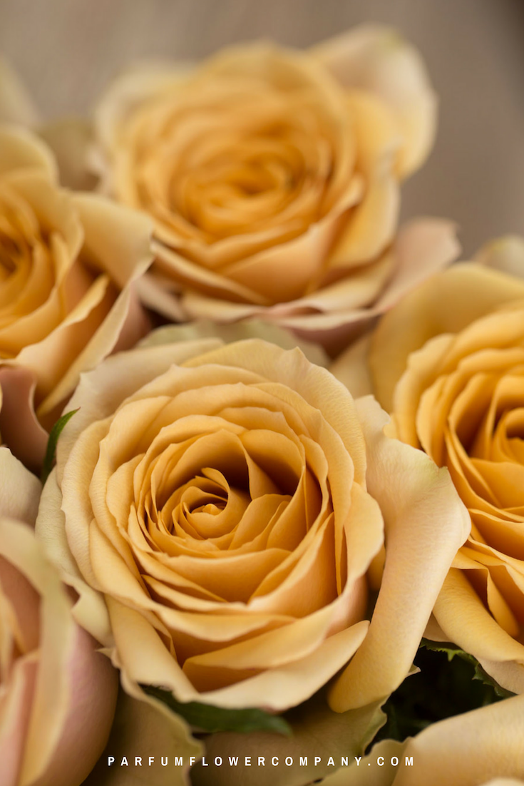 Premium Garden Rose Golden Mustard - Parfum Flower Company