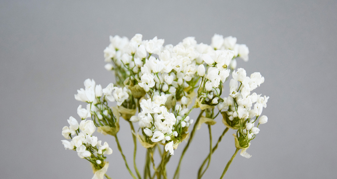 viburnum parfumé