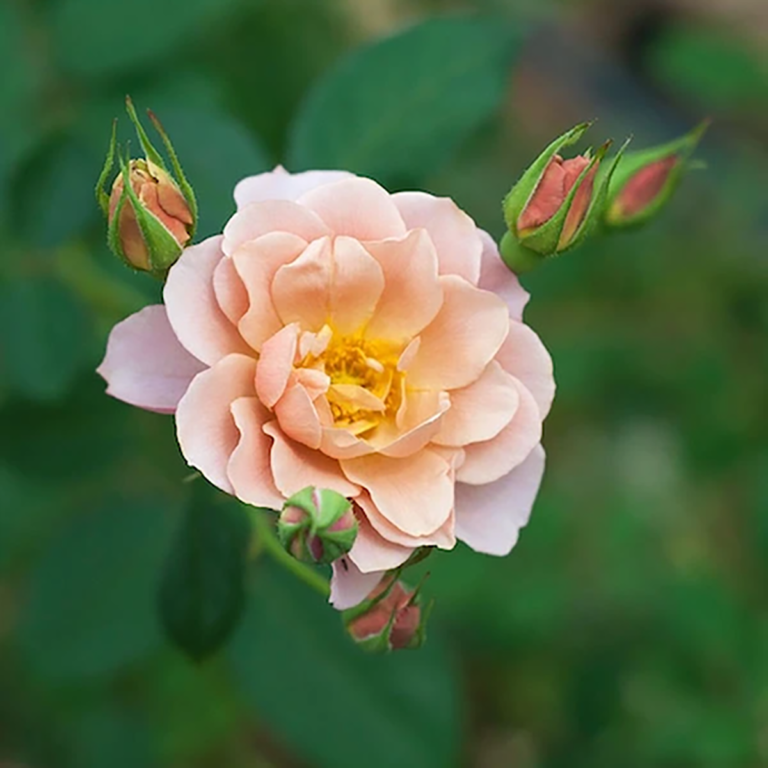 Роза солелуна фото