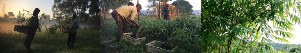 Parfum Flower Company compensates remaining emissions by planting bamboo in the Bamboo Village Uganda
