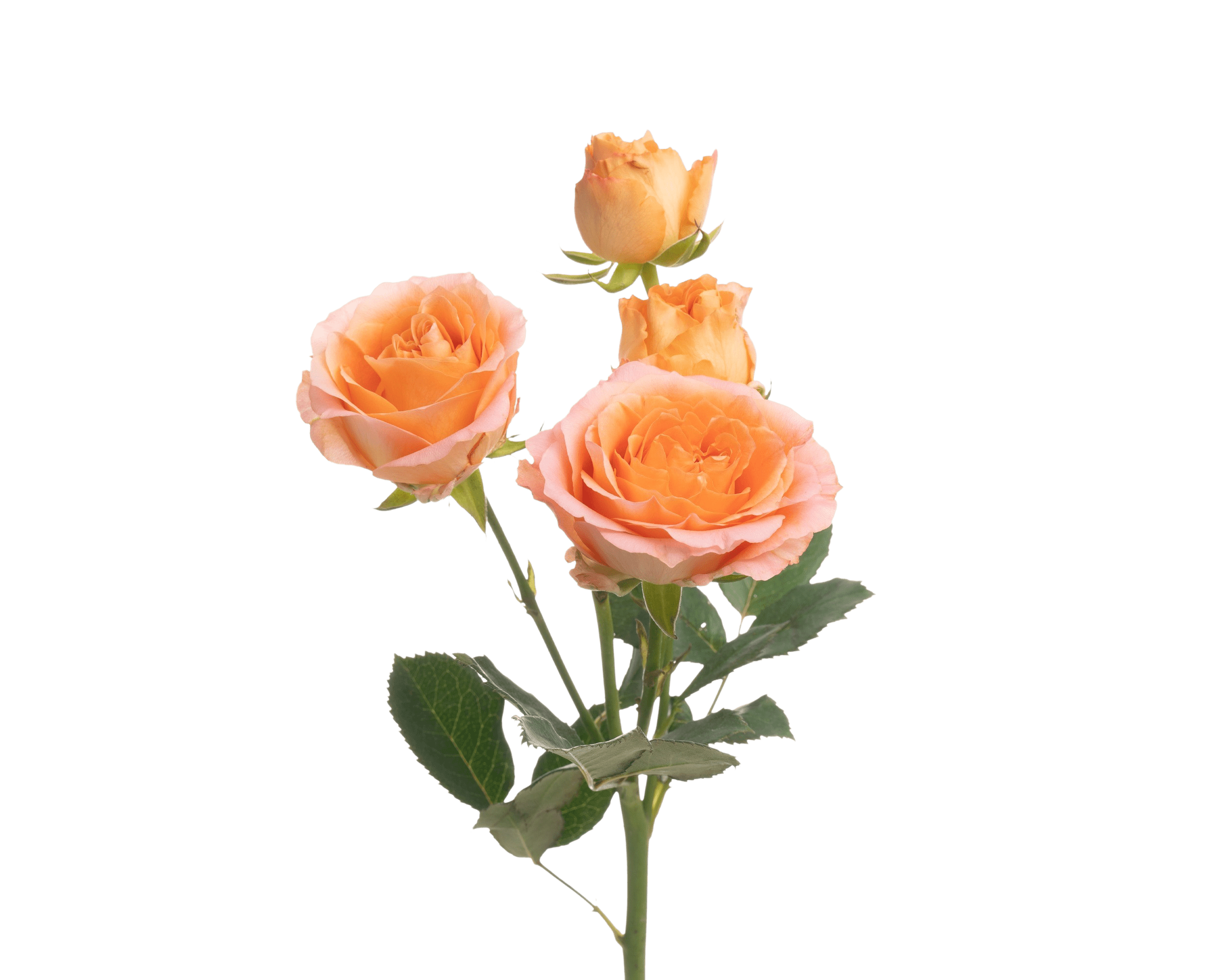 Porcelain Lace® - Interplant Roses