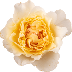 Priscilla – Parfum Flower Company