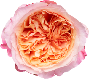 Priscilla – Parfum Flower Company