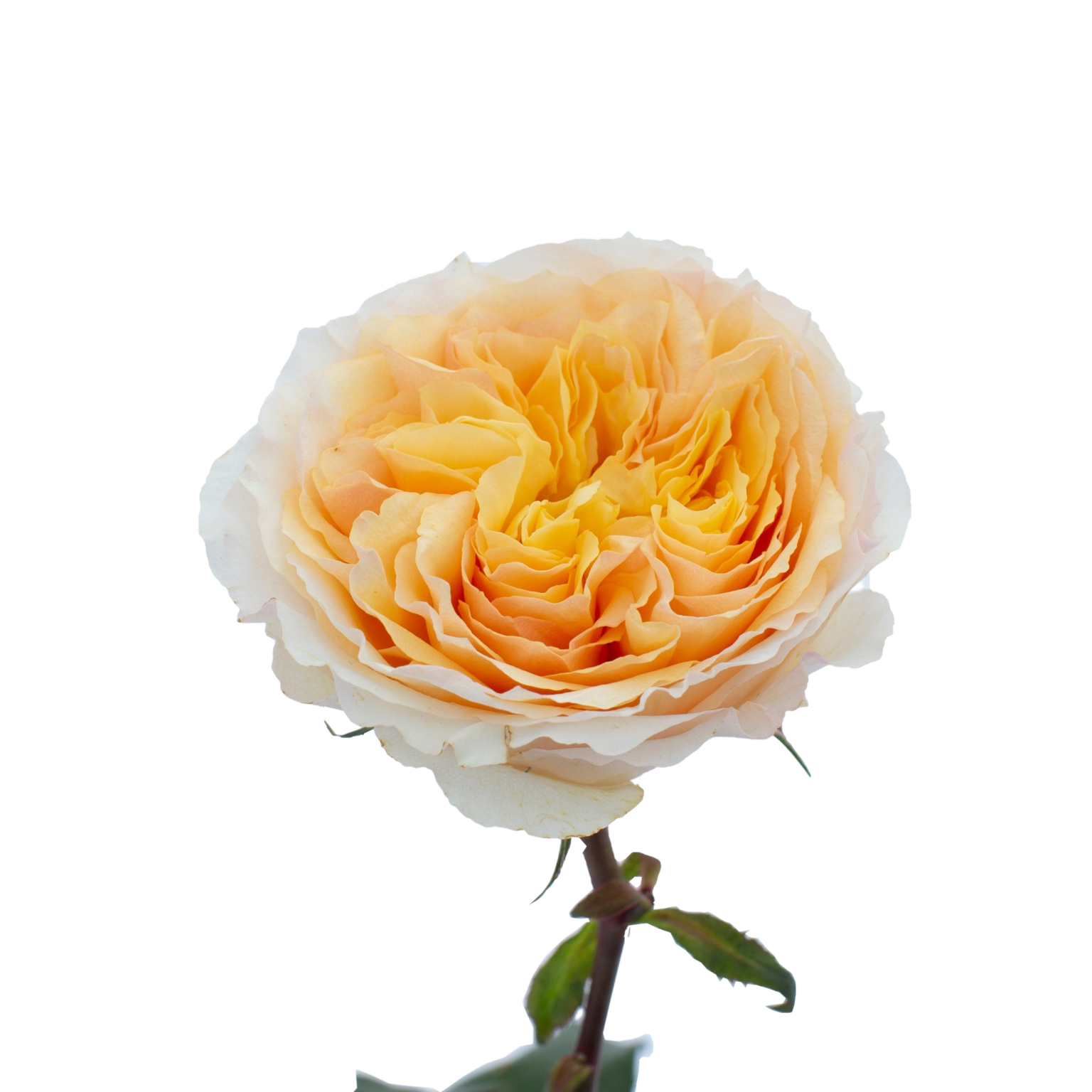 David Austin Parfum Flower Company