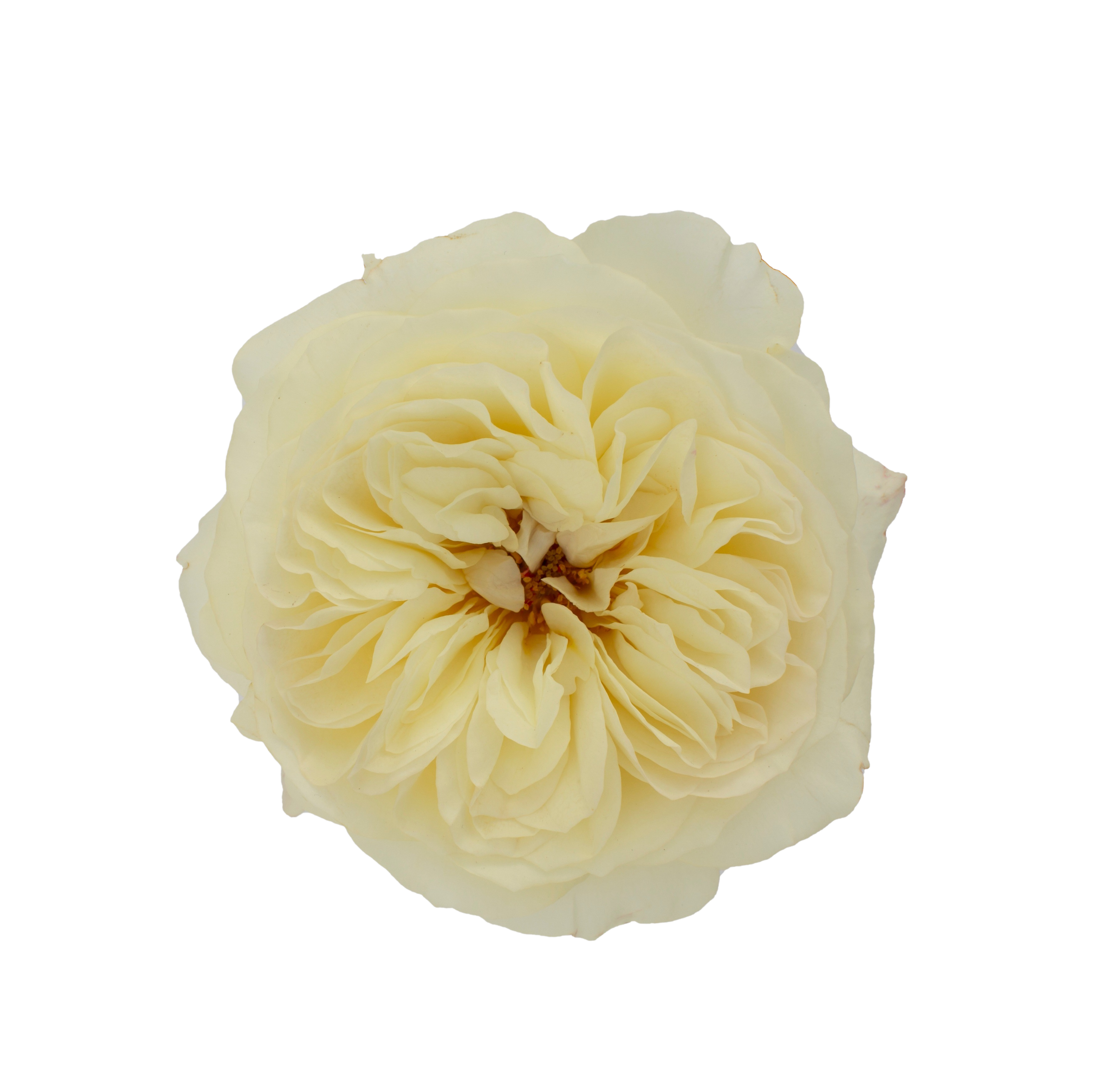 leonora-openbloom-davidaustin-cutroses-20200218-001