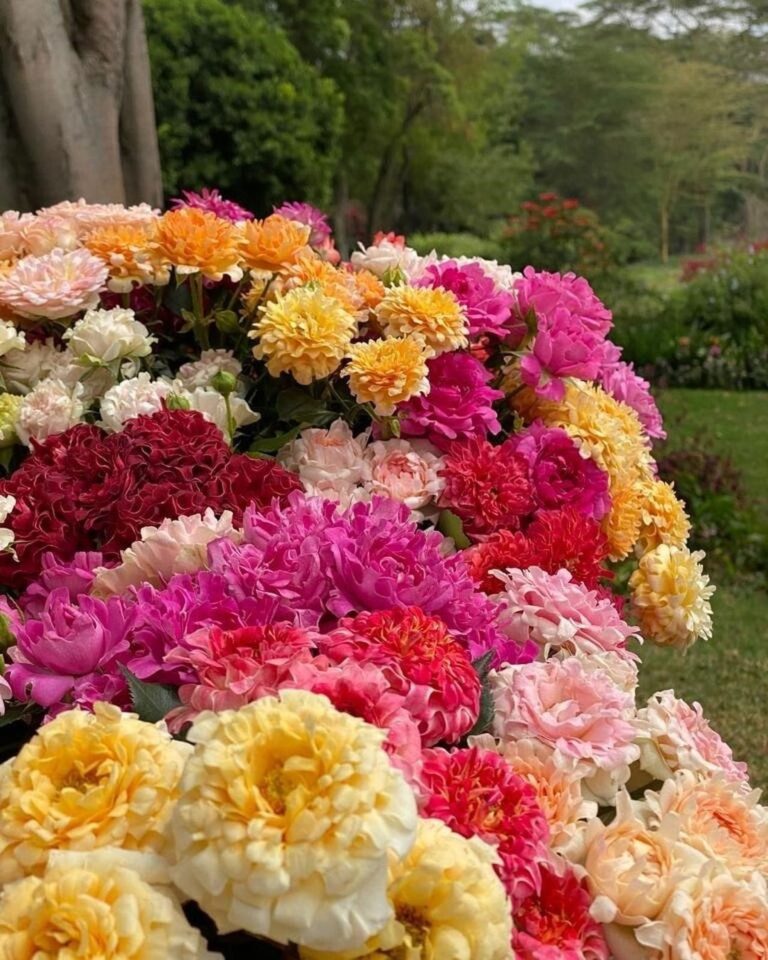 5 garden roses perfect for gift bouquets