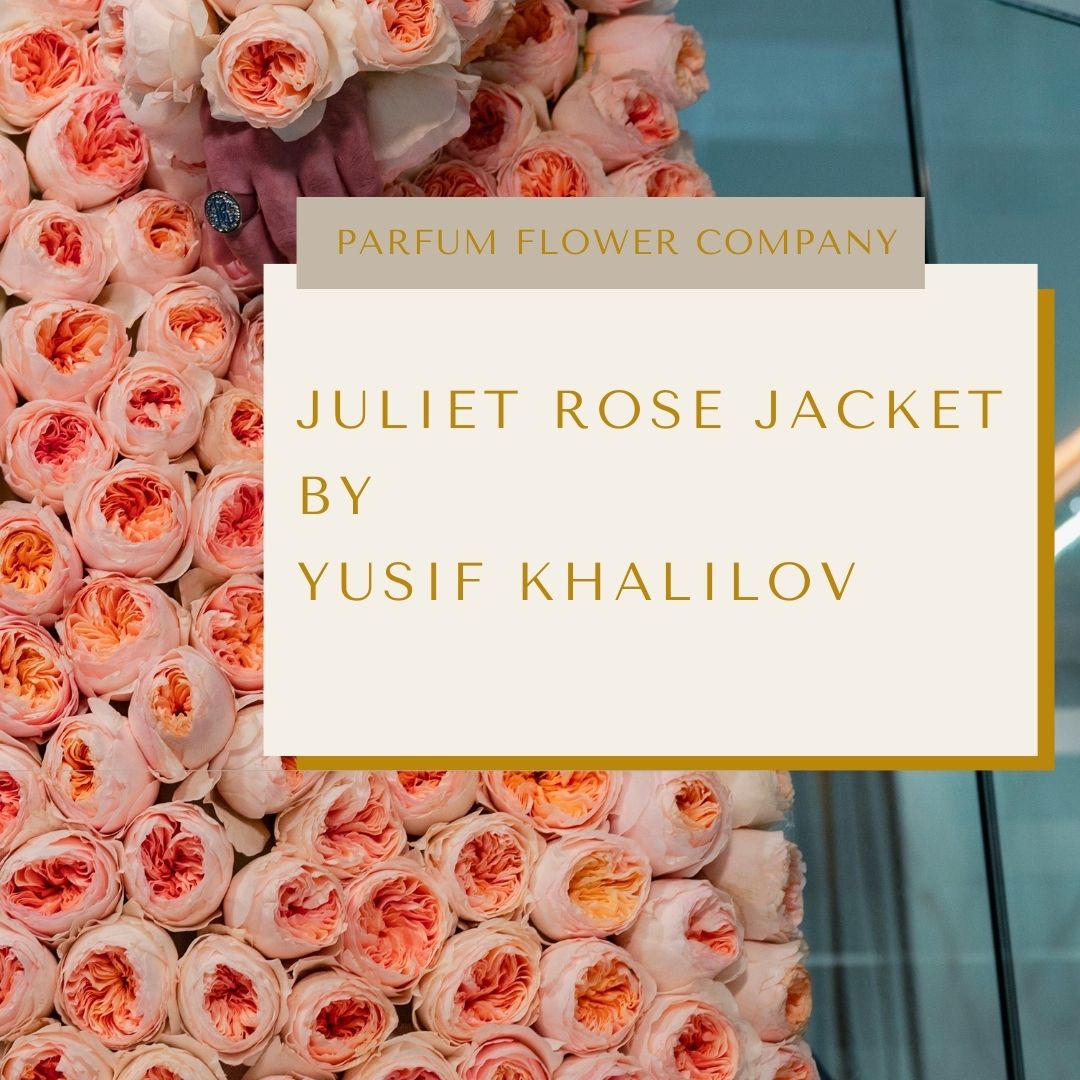 Jeanne Moreau  Ivory Garden Rose