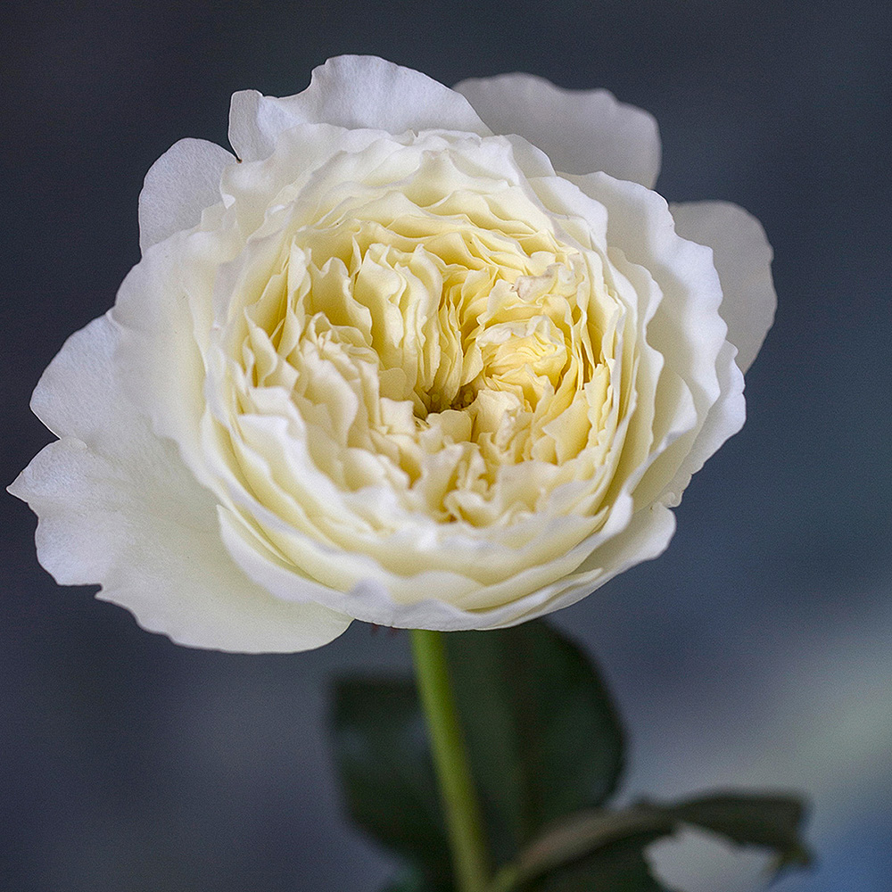 David Austin Patience rose with creamy ruffled petals for a September wedding