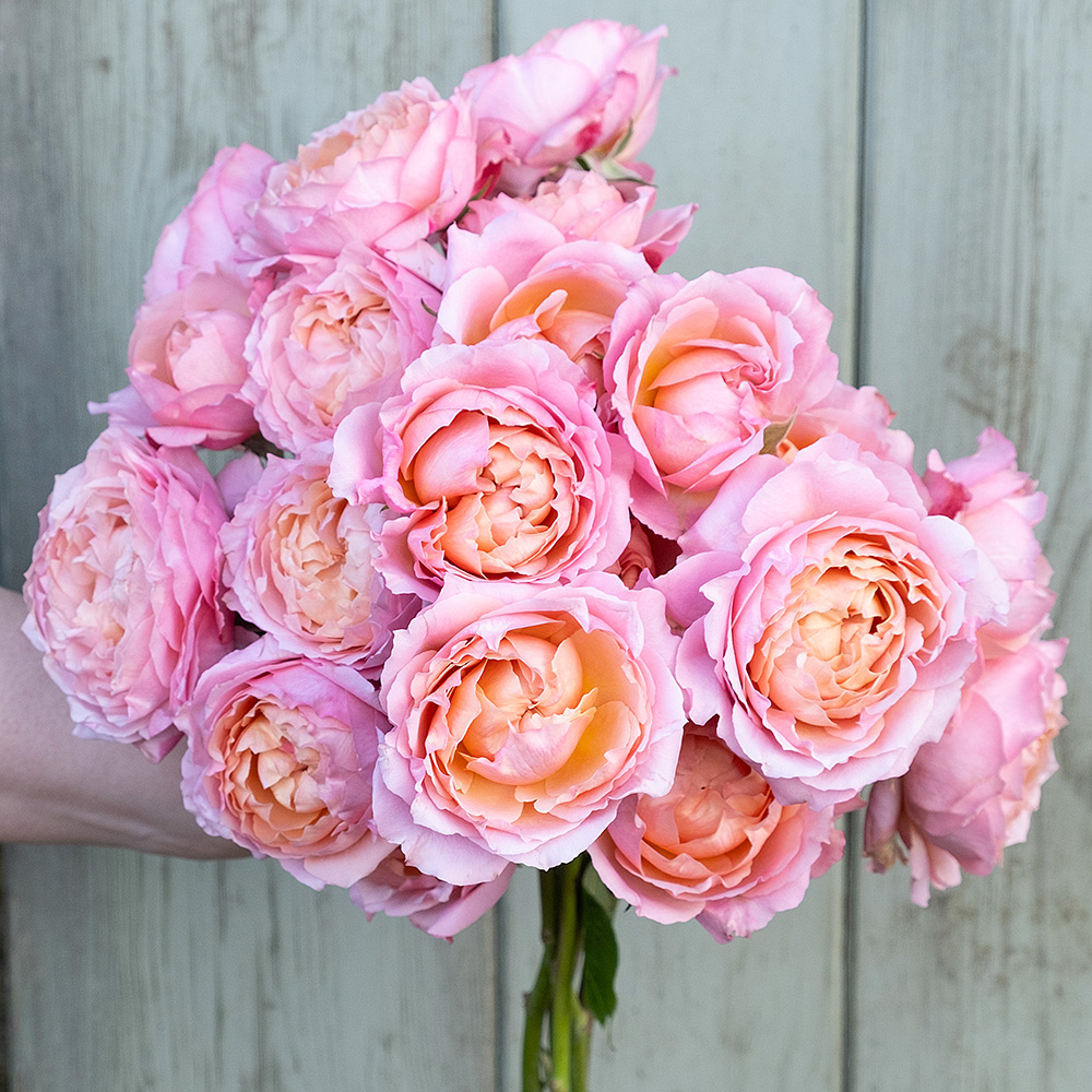 Julietta rose with clusters of ruffled pink blooms for September floral designs