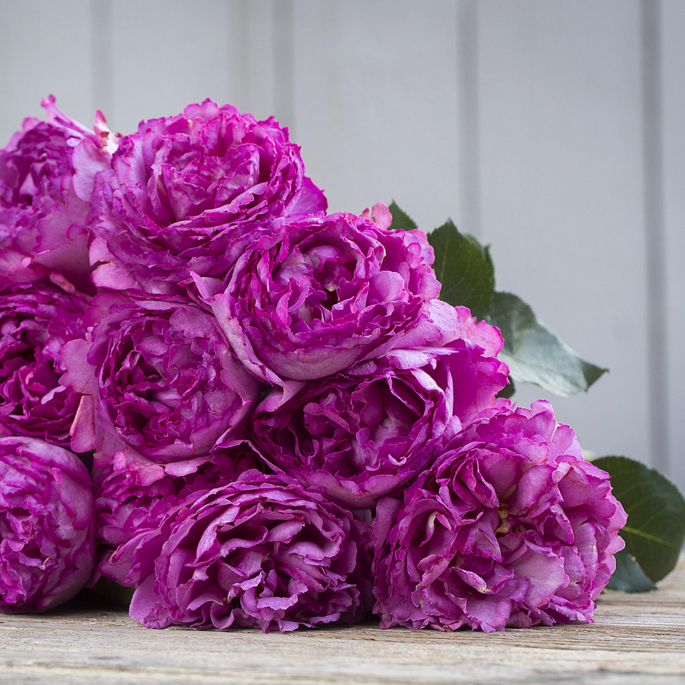 Fragrant Yves Piaget rose with a large raspberry-pink peony-shaped bloom