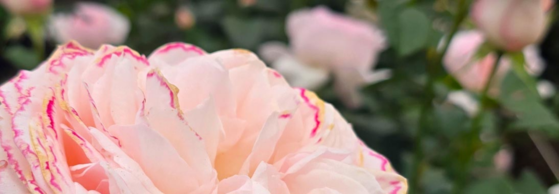 A rose-filled dream at Alexandra Farms