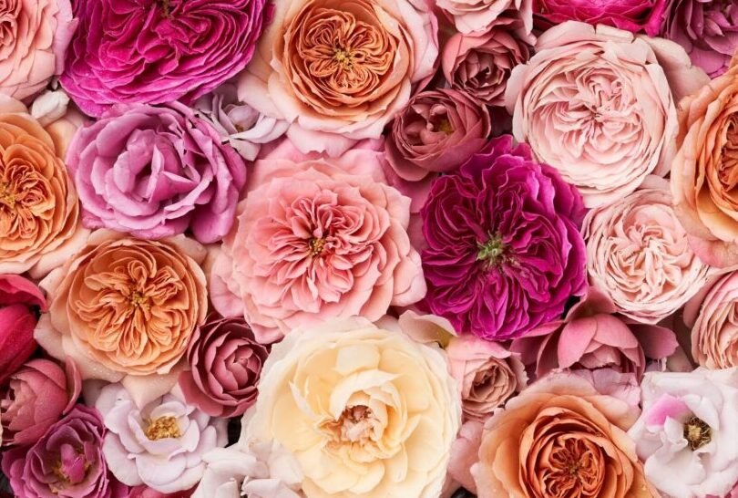Care and Conditioning tips for cut garden roses
