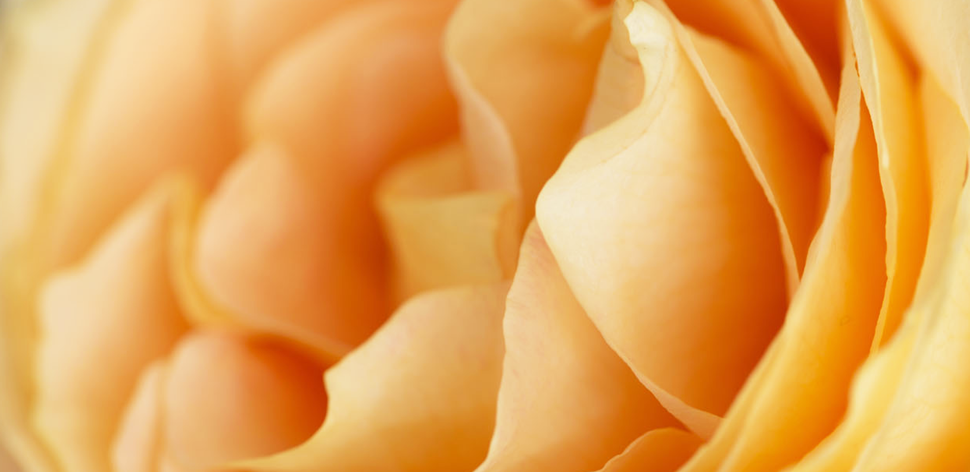 Apricot Swirl garden rose changing from yellow to warm apricot