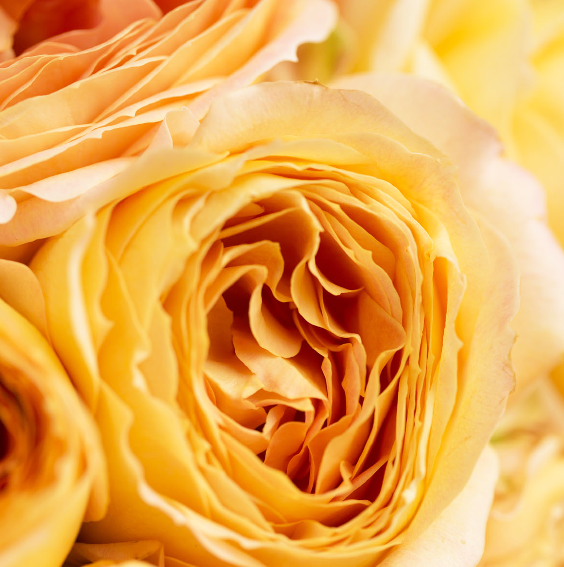 Apricot Swirl garden rose changing from yellow to warm apricot