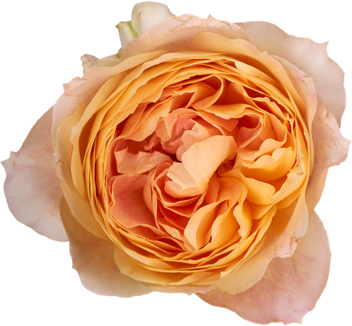 Caramel Antike garden rose in honey and antique-gold tones