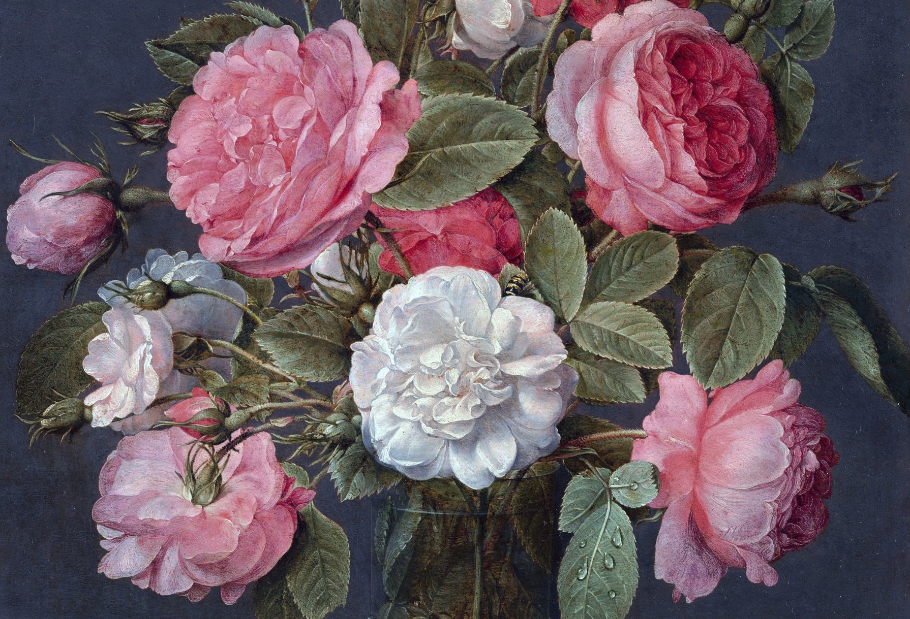 Antique-coloured garden roses inspired by Dutch Masters paintings