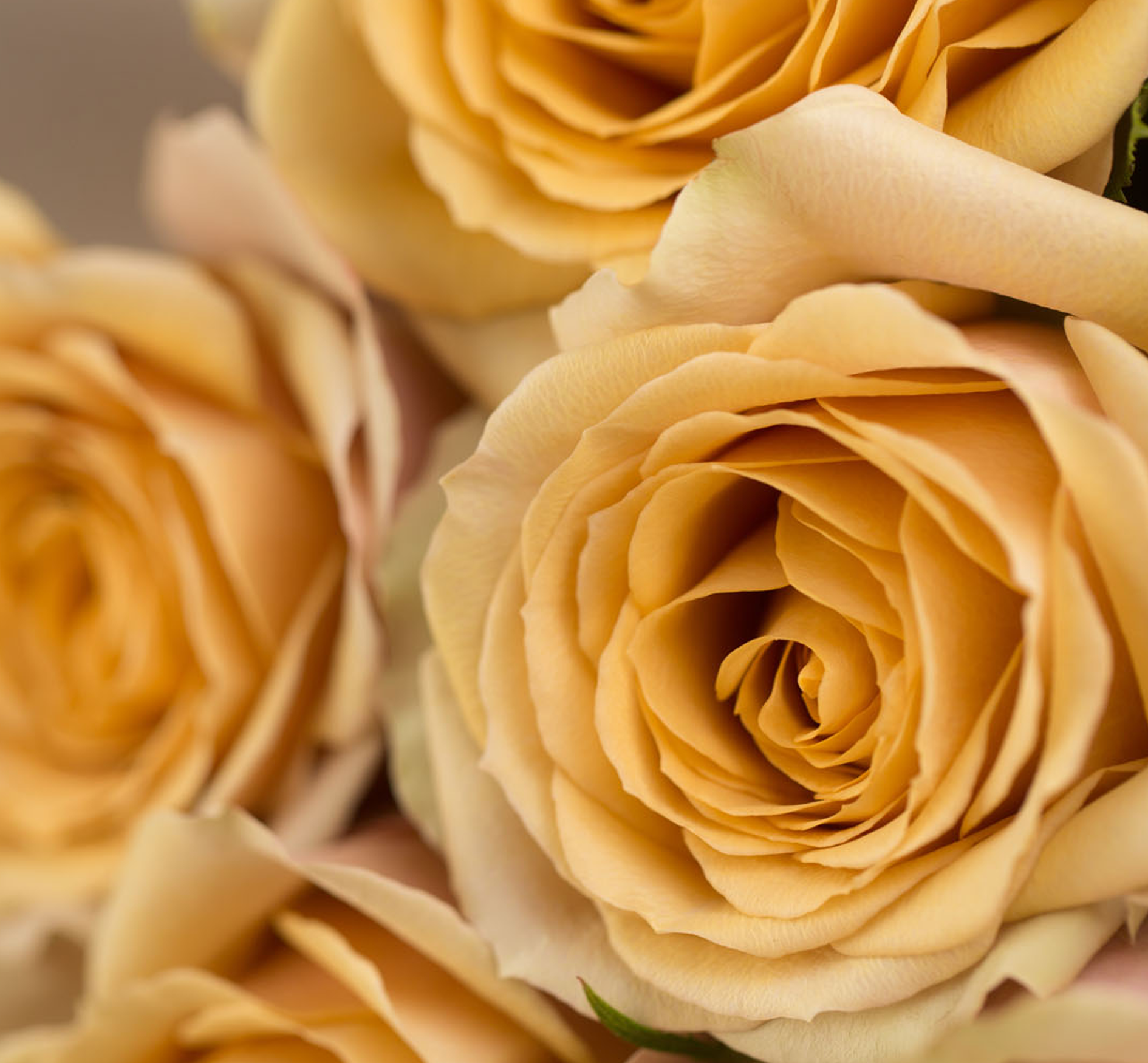 Golden Mustard garden rose with tawny and muted-gold petals