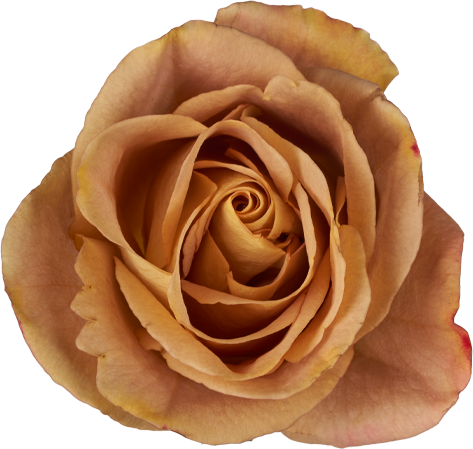 Golden Mustard garden rose with tawny and muted-gold petals