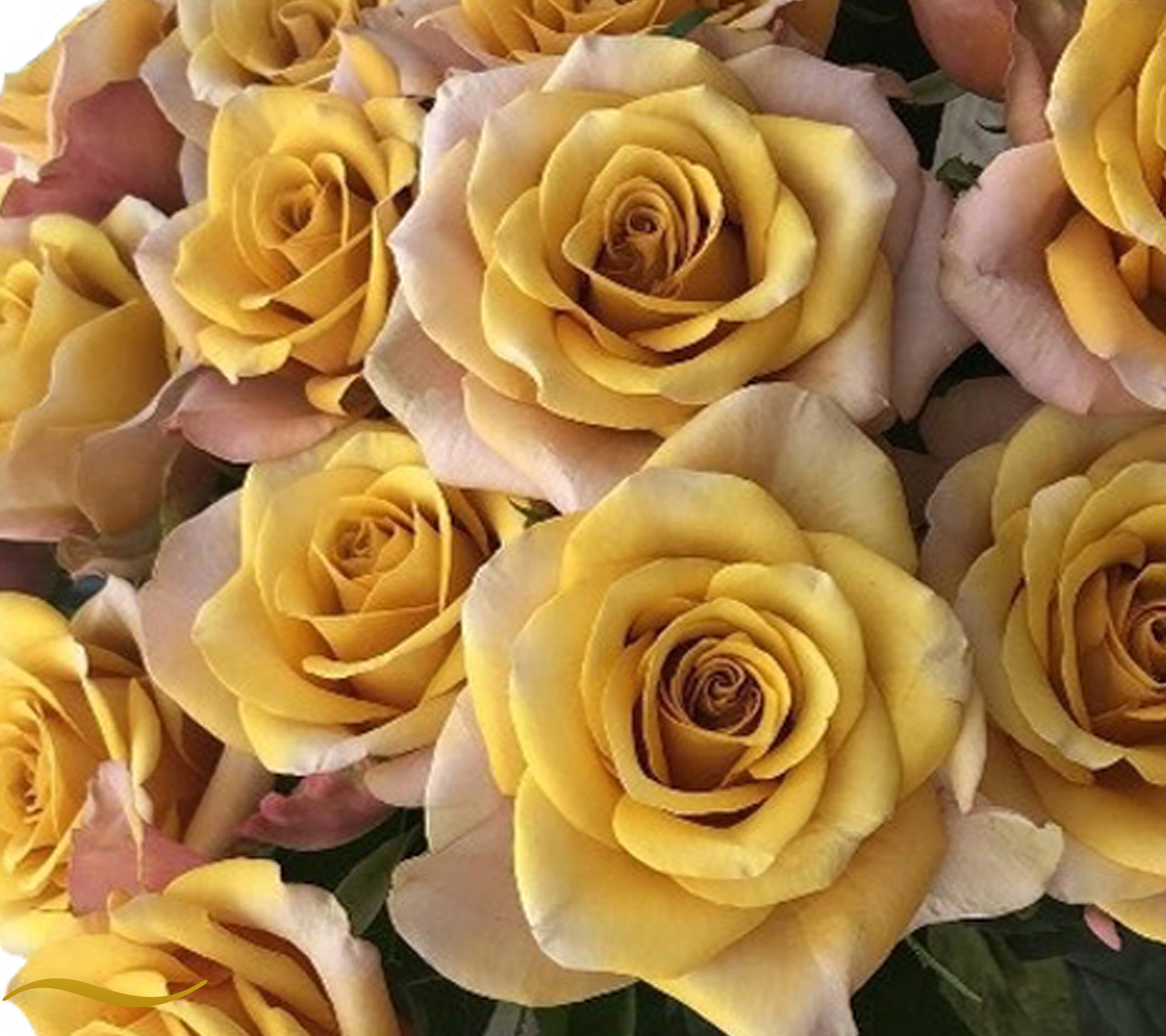 Honey Colorama rose with golden-yellow and dusty-pink petals