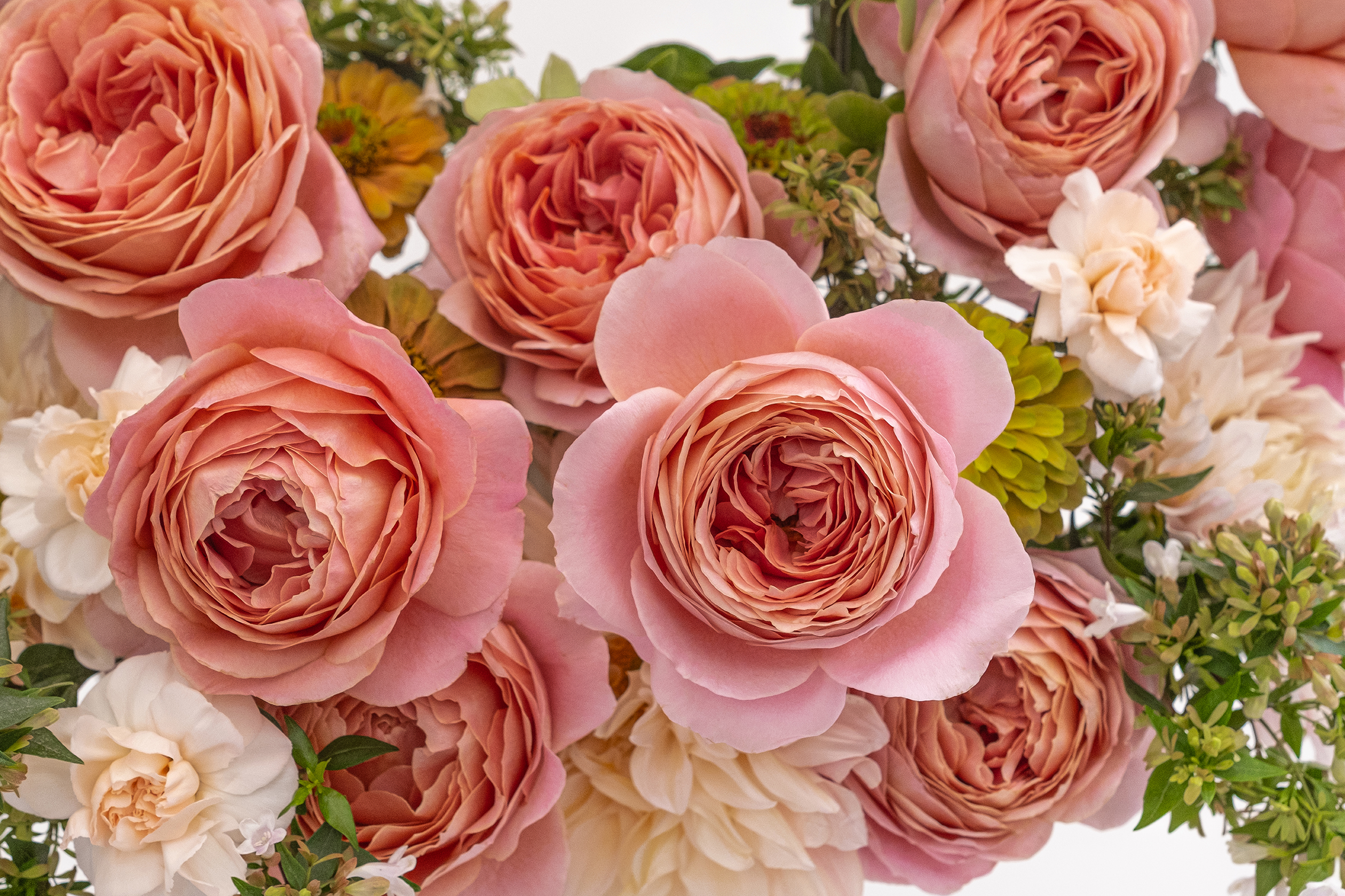 Full cabbage-shaped Romantic Antike garden rose