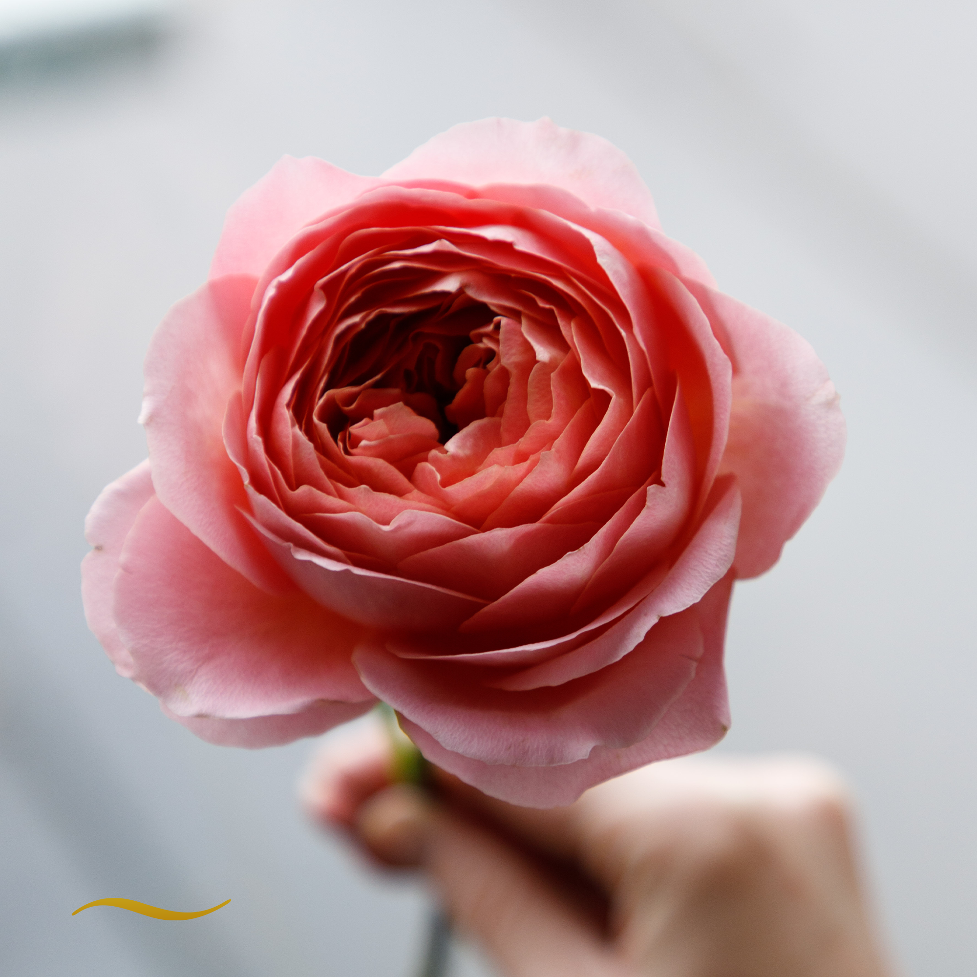 Romantic Antike garden rose with salmon-pink and peach petals