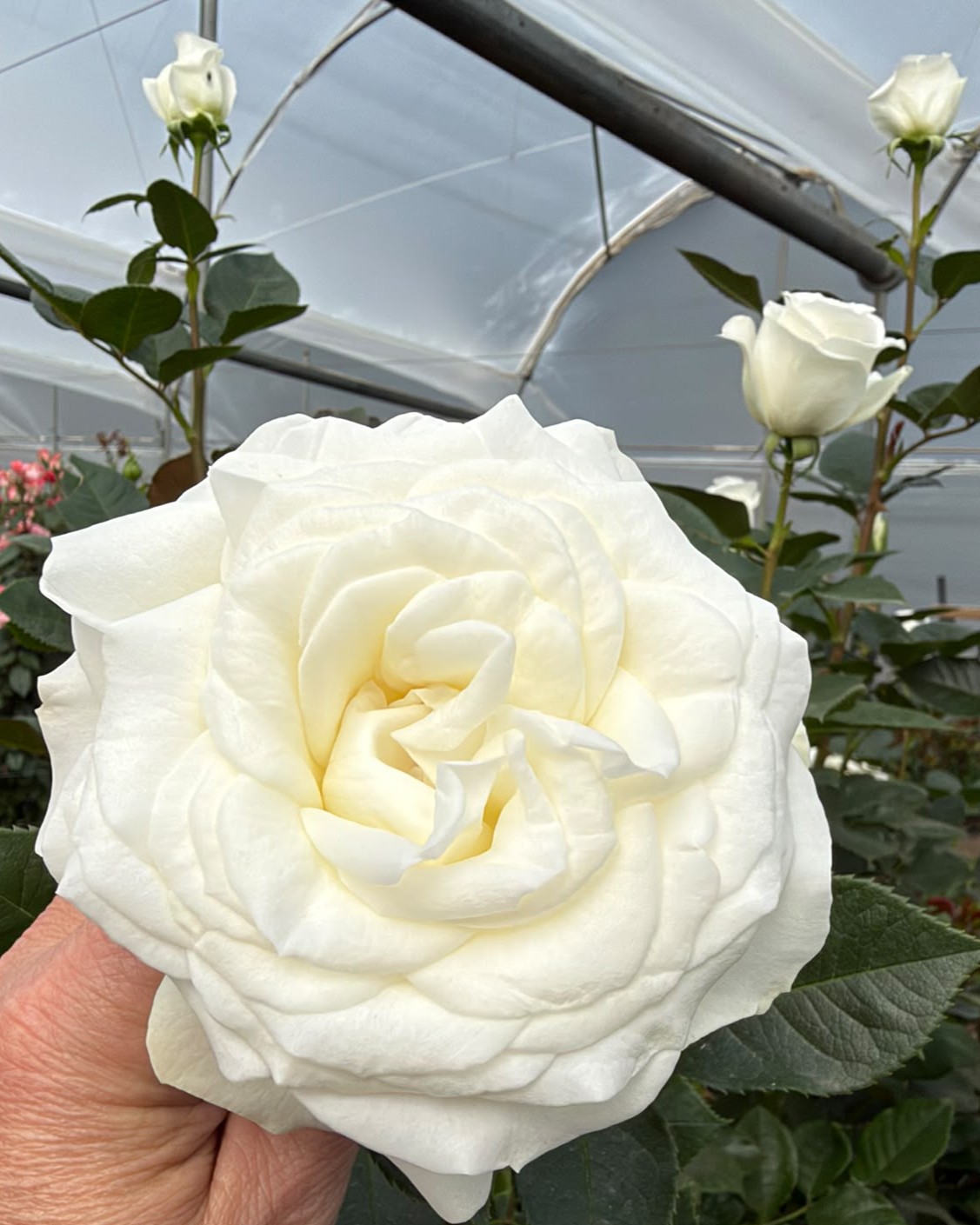Apricot Swirl garden rose changing from yellow to warm apricot