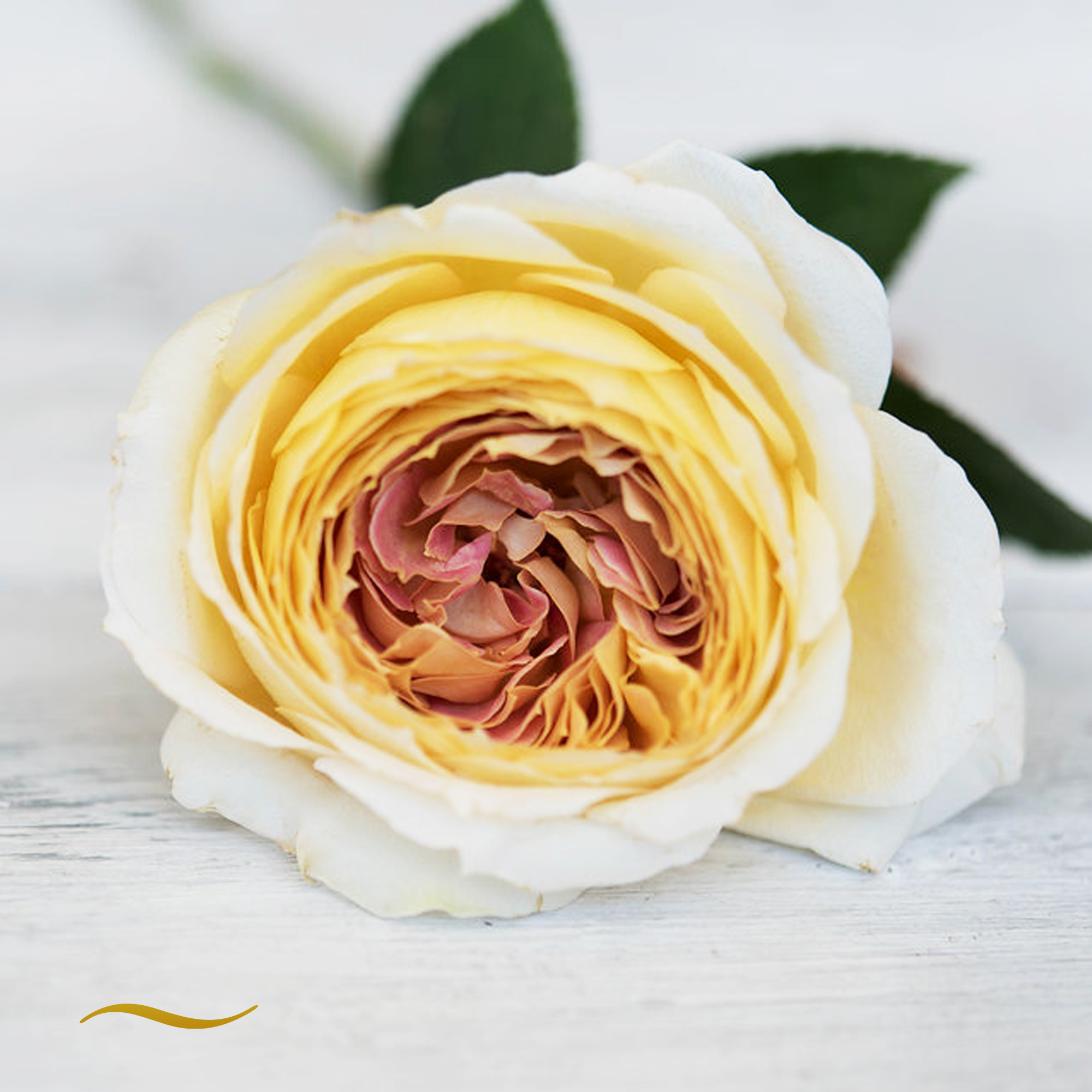 Caramel Antike garden rose in honey and antique-gold tones